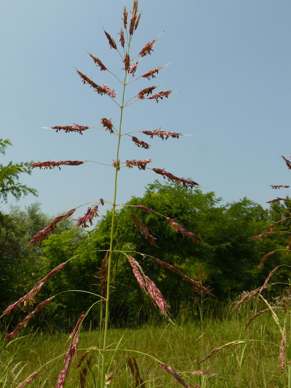 Sorghum halepense (Poaceae)